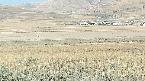 Mule deer in Box Elder section of North West Utah