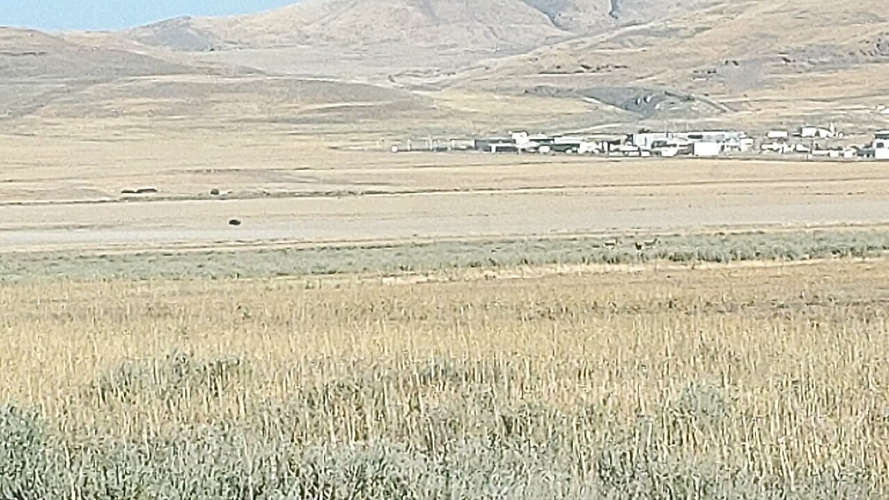 Mule deer in Box Elder section of North West Utah