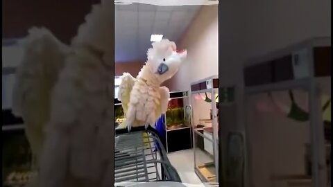 Funny Parrots Hilarious Moments