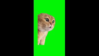 Talking Cat Meme | Green Screen