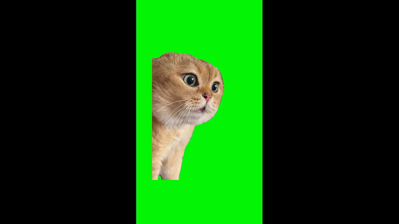 Talking Cat Meme | Green Screen