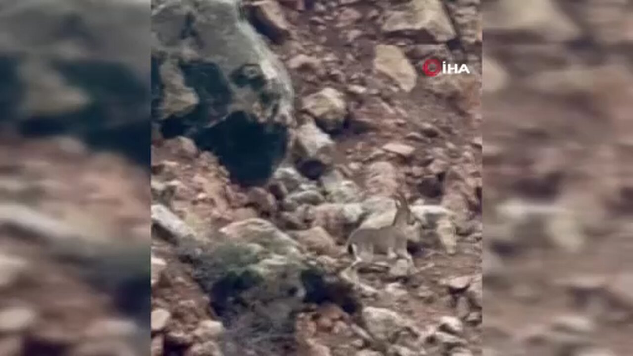 Elazığ'da dağ keçileri sürü halinde görüntülendi