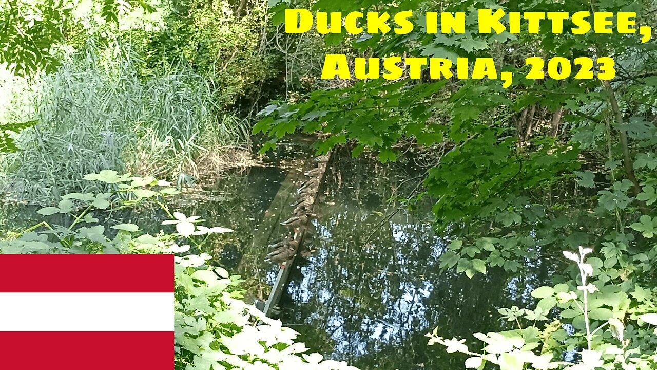 🦆 🇦🇹 Ducks in Kittsee, Austria, 2023