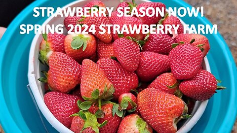 STRAWBERRY SEASON! SPRING 2024 STRAWBERRY FARM