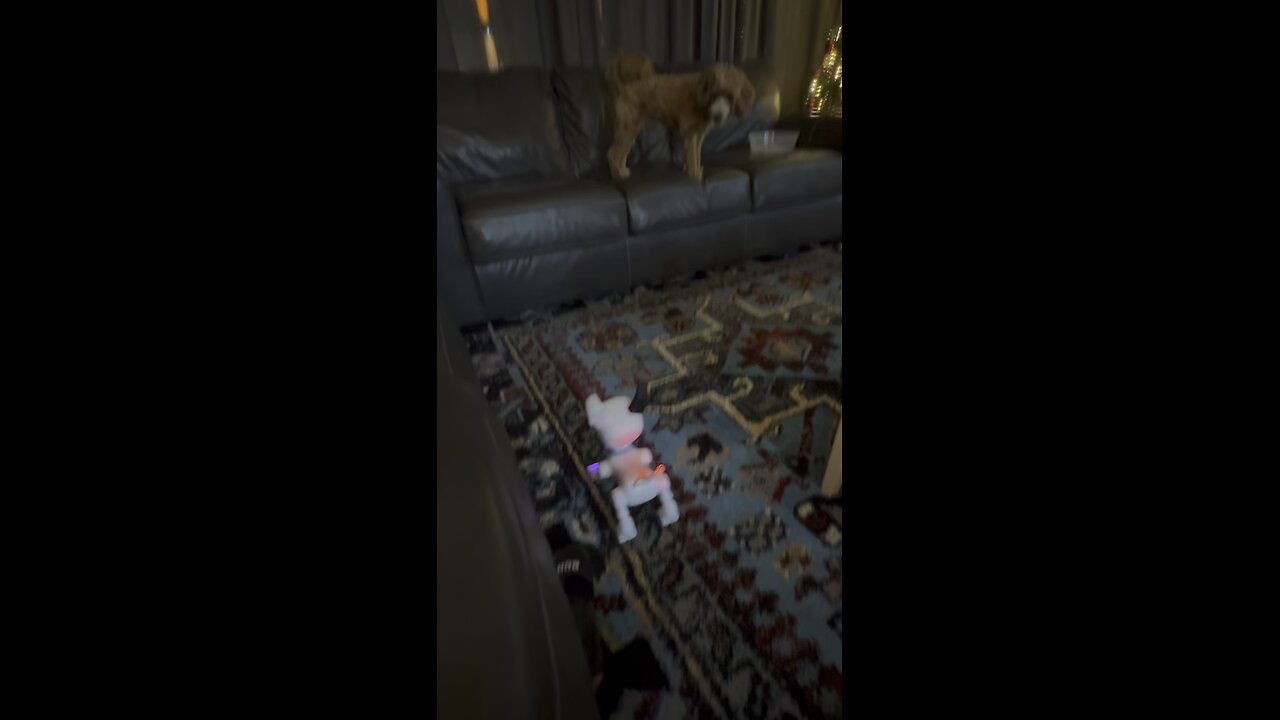 My Dog is scared of the robot dog 😂