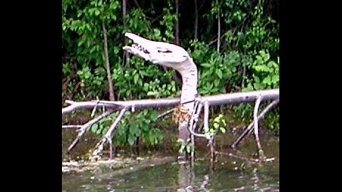 Canal Monster