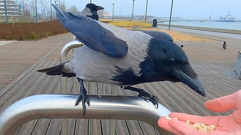 Hand Feeding Hooded Crows on Bicycle Stands