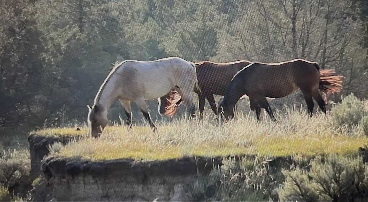 WHOA Wild Horses of America Ep 24 Theodore Roosevelt National Park in North Dakota by Karen King