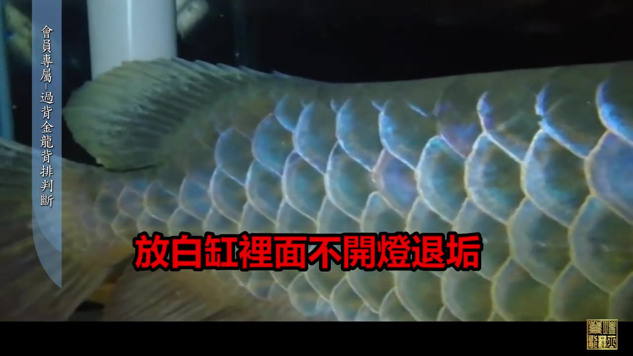 【龍爵士】youtube會員專屬-過背金龍-背排判斷 _水族_龍魚_入門級會員