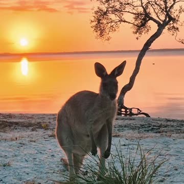 Australian kangaroos