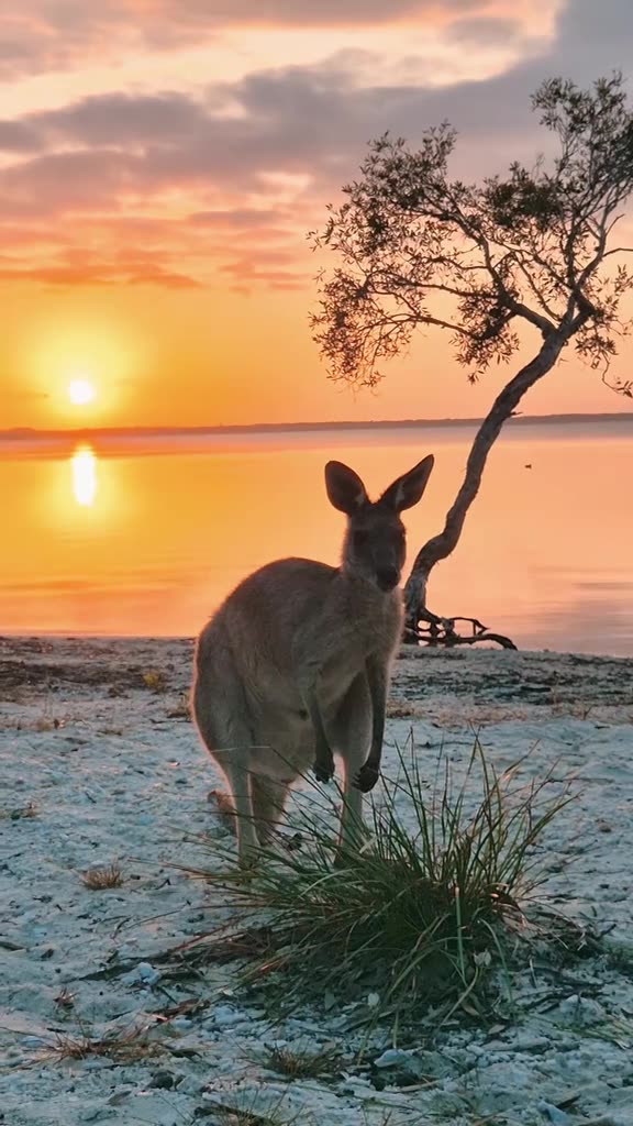 Australian kangaroos