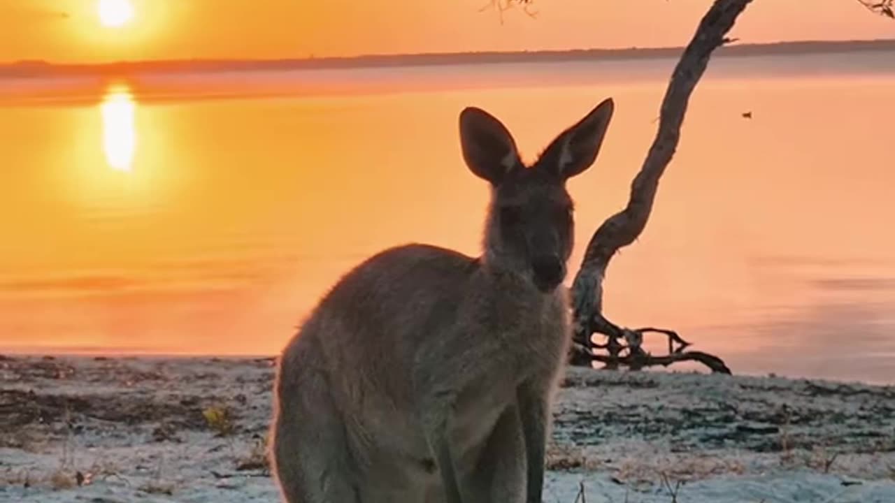 Australian kangaroos