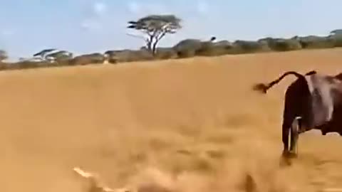 A mother's final war