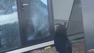 😂🐶 Three cute animals being jerks! | FunFM