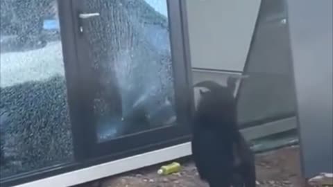 😂🐶 Three cute animals being jerks! | FunFM