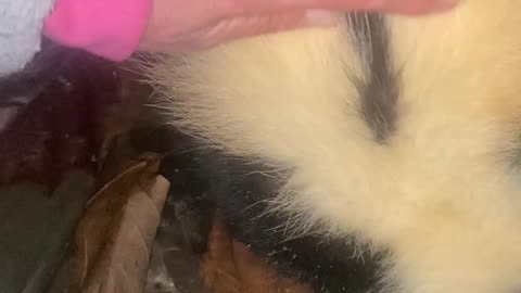 Released Skunk Returns to Rehab