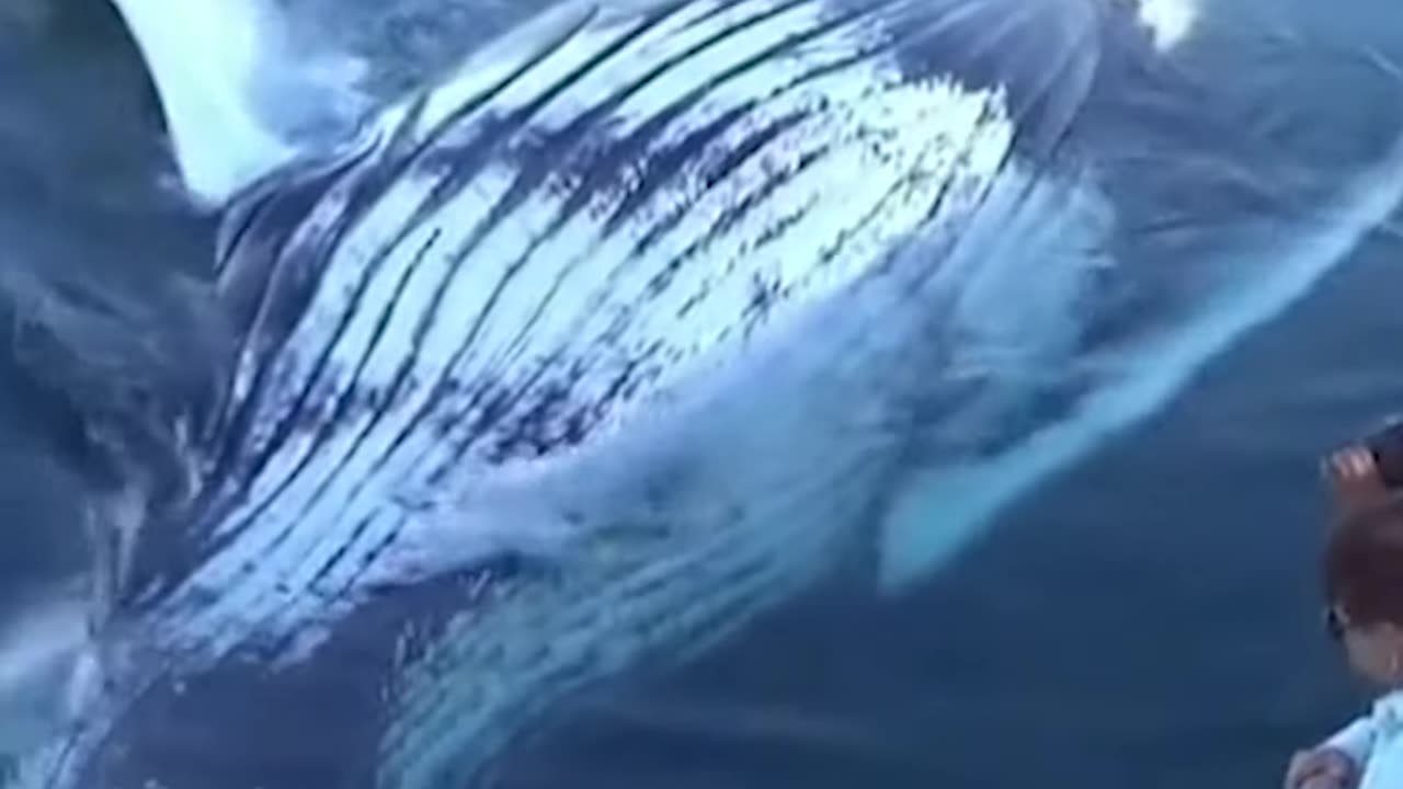 Blue Whale Playing with People