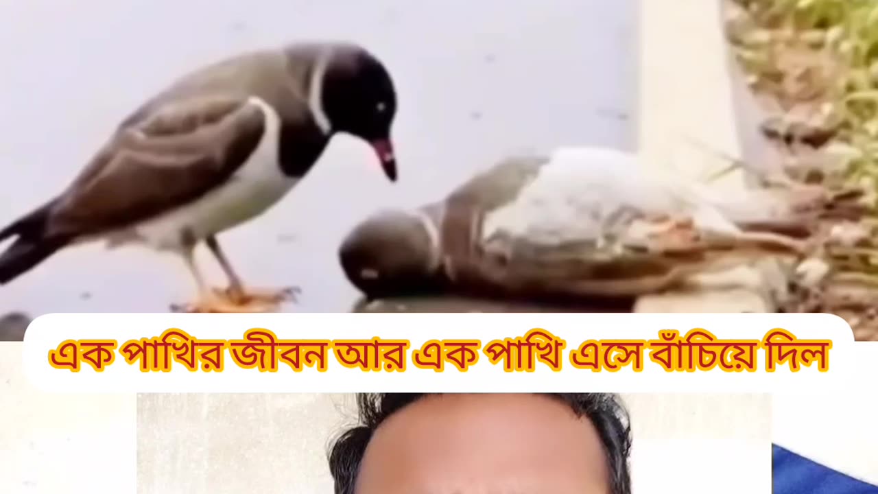 💖 আল্লাহর কুদরতের প্রমাণ! এক কাক আরেক কাককে জীবিত করলো 🕊️