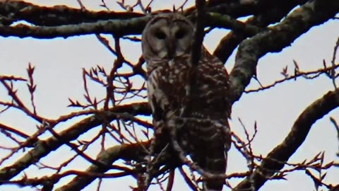 Barred Owl