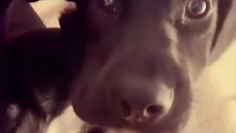 “Pets Being Silly | Funny Animal Shorts 2025”