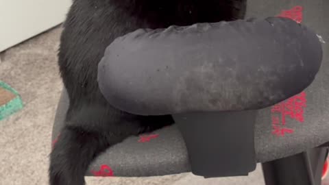 Cute Precious Piper Admires Her Clean Office - My Adopted Shelter Cat Vlog #shorts