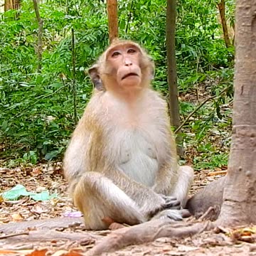 Test prank monkey look funny