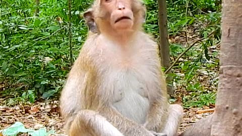 Test prank monkey look funny