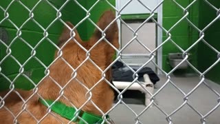 Sugar 6mos. Pet Id 950046 kennel 22 HSSAZ shelter_20251114_181420245