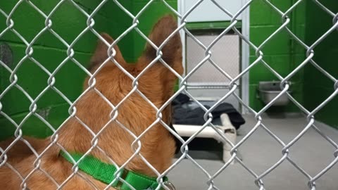 Sugar 6mo Pet Id 950046 kennel 22 HSSAZ shelter surprised he stays by me, only had kibble20251114245