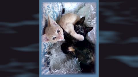 BRING PEACE TO THE EARTH