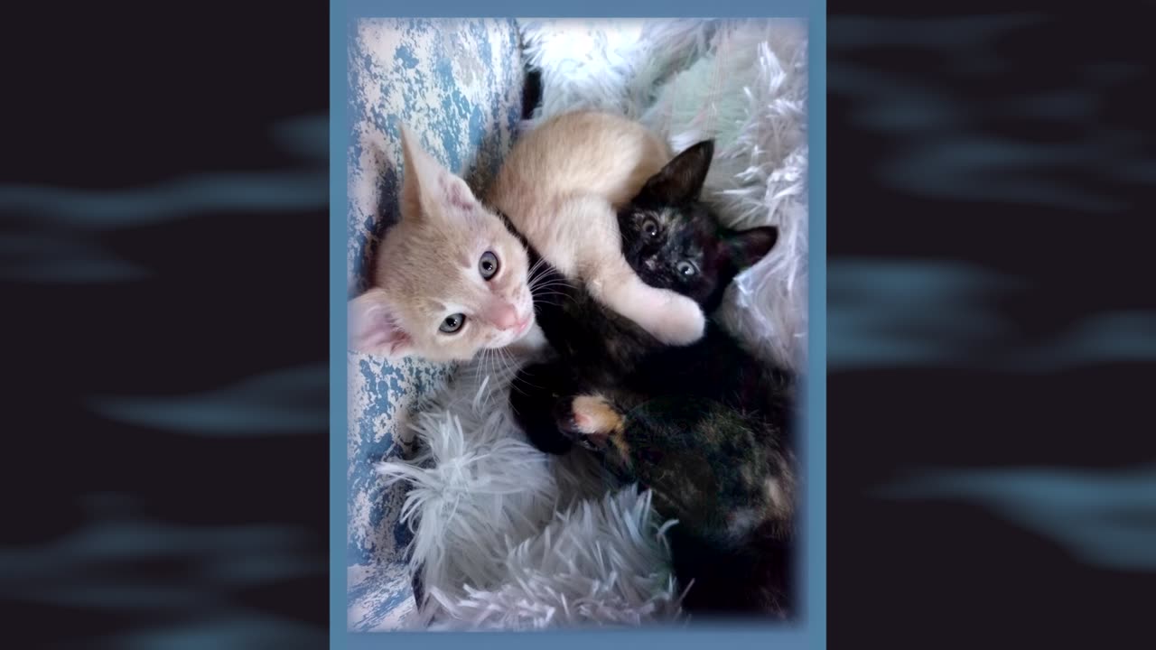 BRING PEACE TO THE EARTH