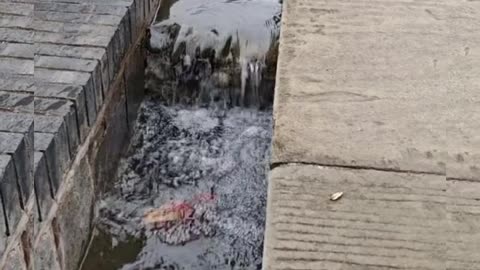 See how this koi fish jumps from this obstacle #shorts #virak