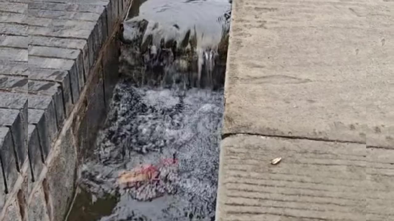 See how this koi fish jumps from this obstacle #shorts #virak