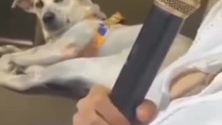 😲🐶 The Dog is Surprised | FunFM
