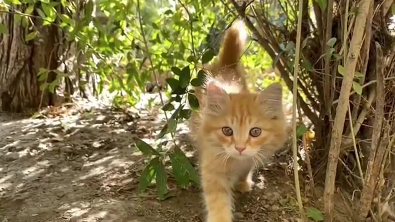 Adult cats only meow at humans, not other cats