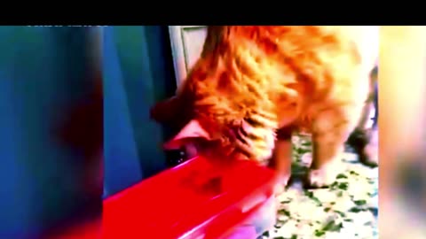 Hilarious Cat Fails & Purr-fect Moments 😹 | Funniest Cat Video You’ll See Today!