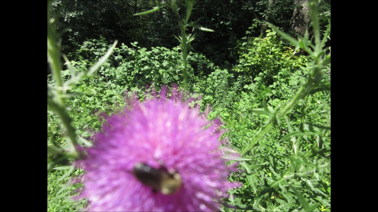 Can Be Used As Spice Spear Thistle July 2022