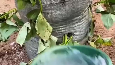 Brilliantly organic.