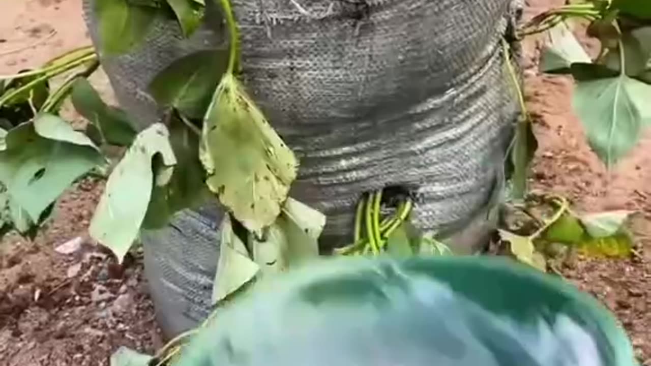 Brilliantly organic.