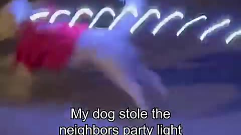 My Dog Ran Off with My Neighbor's Party Lights