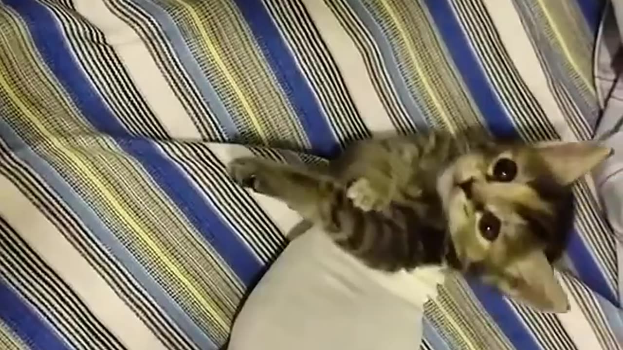 Cats in Mermaid Cosplay! 🐈⬛✨ Cutest Cat