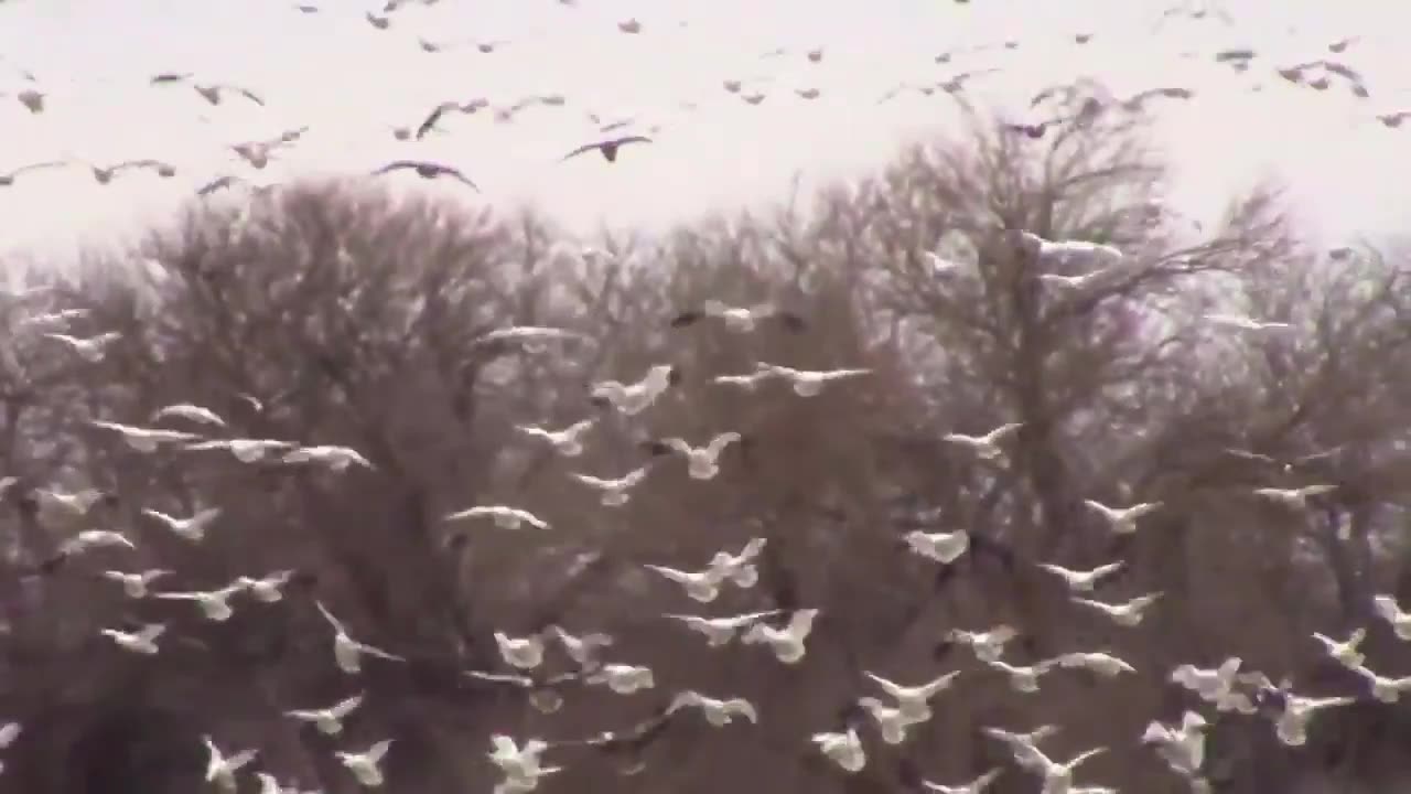 Geese, Geese, and More Geese - Thousands in the Air and On The Ground