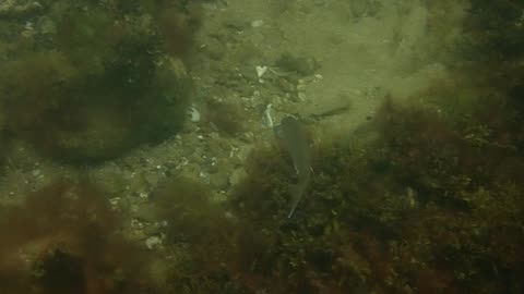 fishy close up 19 ns