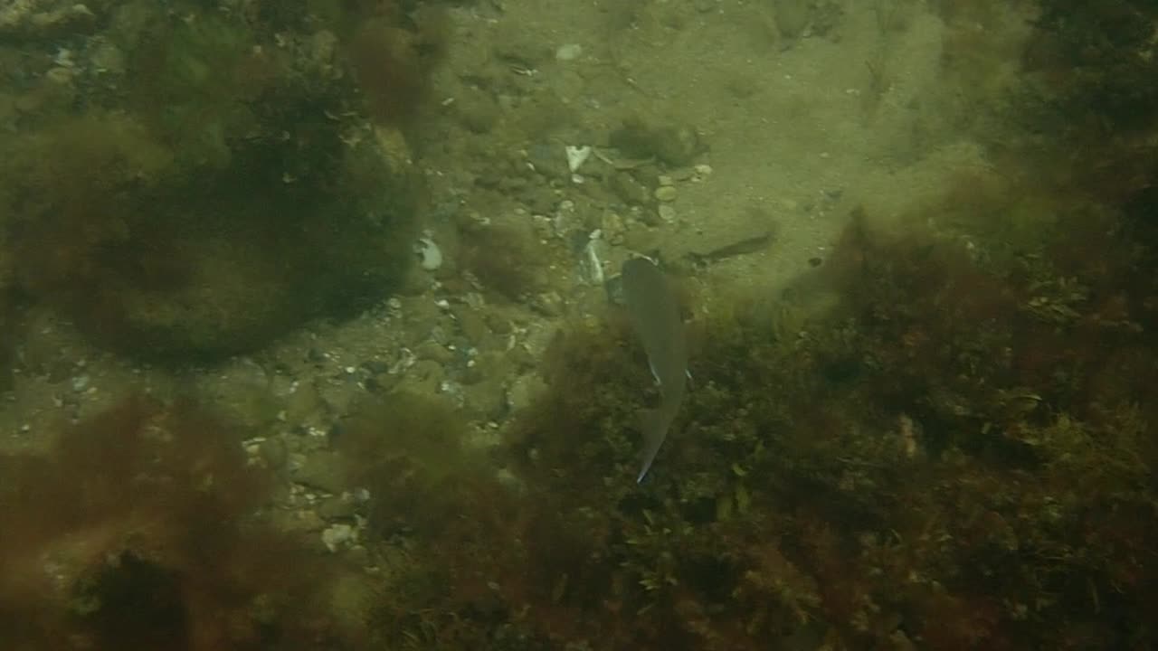 fishy close up 19 ns