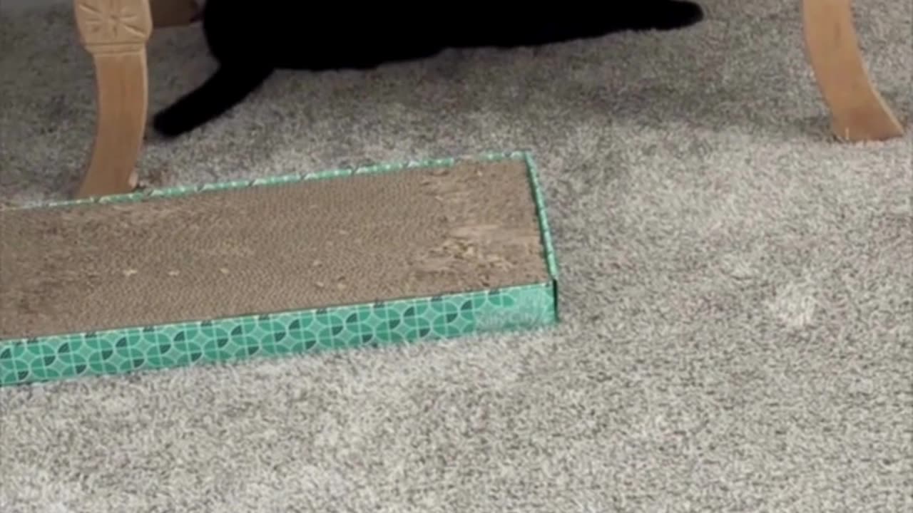 Cute Precious Piper is in Her Hiding Spot Again - My Adopted Shelter Cat Vlog. #shorts