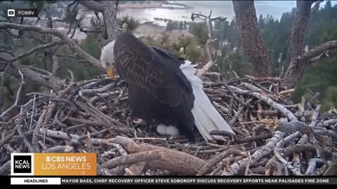 Big Bear eagles lay two eggs