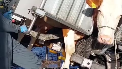 Cow Innovation Level 1000