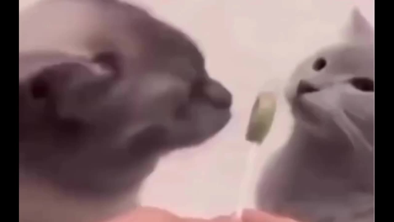 sus Cat