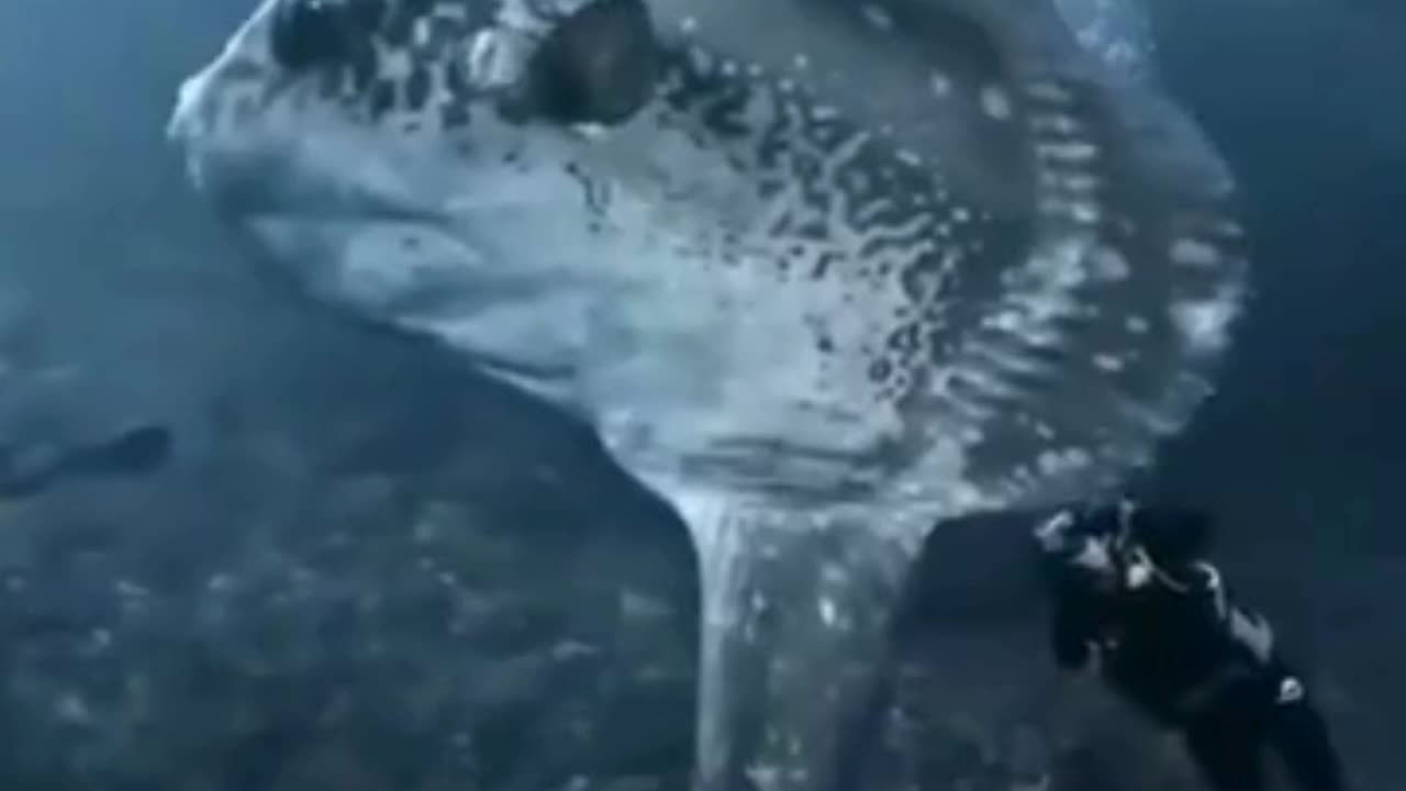😍Gaint Sunfish Upclose