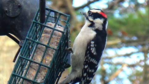 Downy Woodpecker